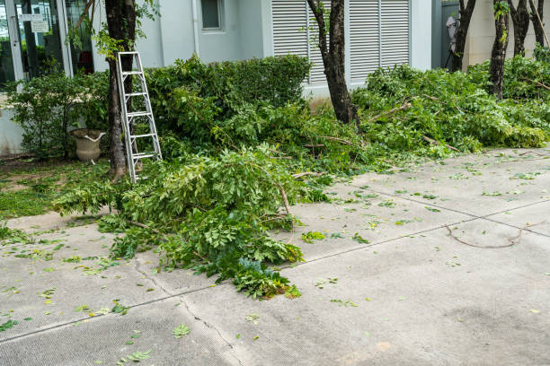 How Our Tree Care Process Works  in  Suffield Depot, CT